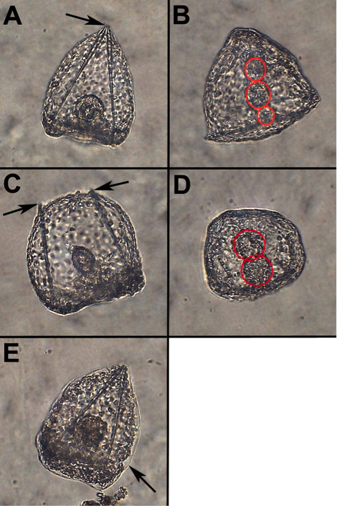 hernandez et al-fig 1