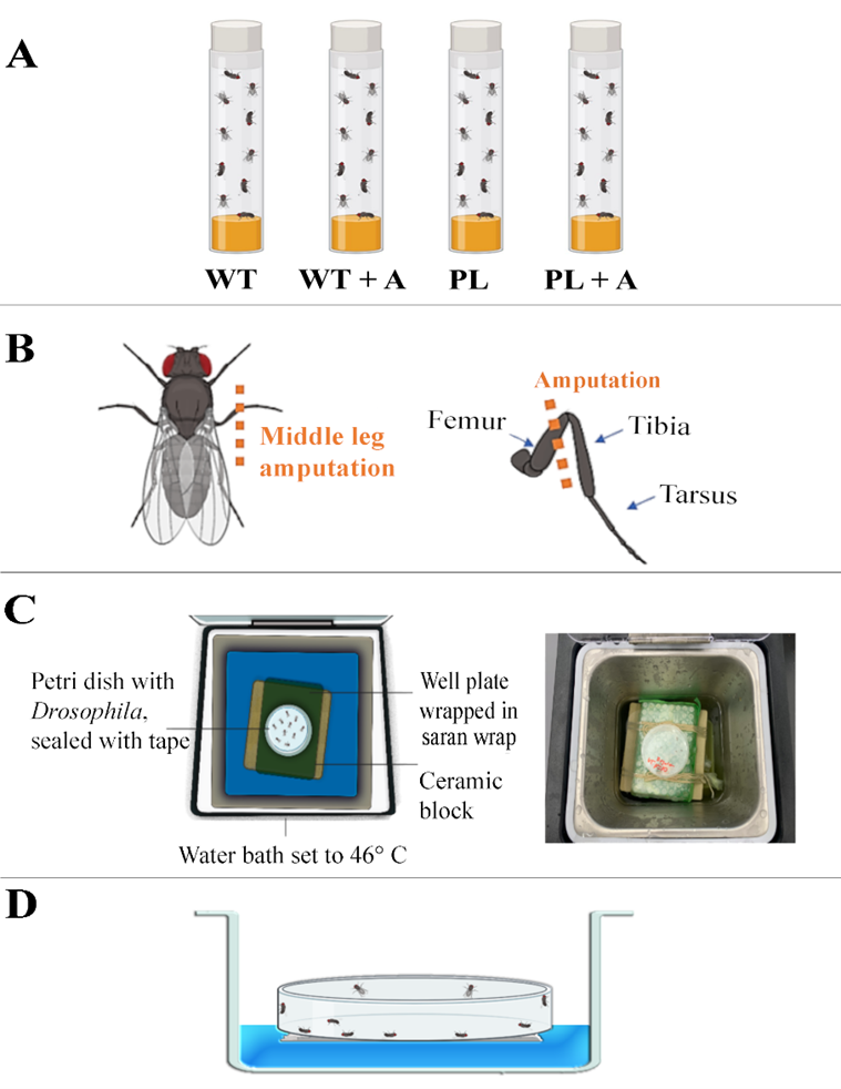 flies diagram